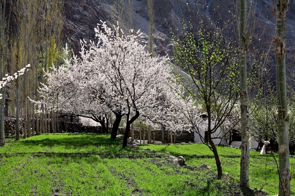 Colorful Hunza Valley Toyr